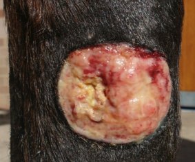 This wound on a horse's leg was treated with sterile saline daily, and the results were very different.