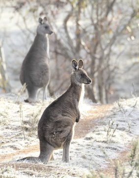 Kangaroos at Campbell Park on a frosty Canberra morning. Collisions with kangaroos on Canberra's roads are common during winter.
