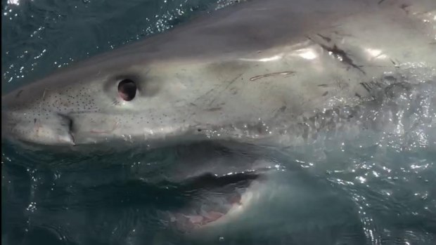 A man has been bitten by a shark in Queenscliff. 