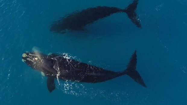 Whales swim next to a paddle boarder of Esperance in WA