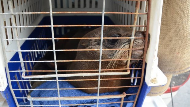 It's a mystery as to how this fur seal pup wound up 40km from the South Australian coast.