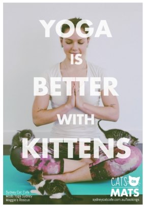 Modo Yoga's "cats on mats" classes are already sold out. 