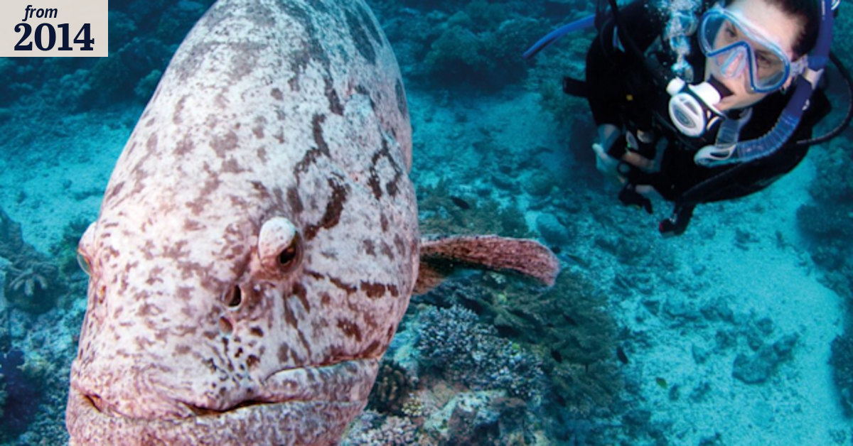 Great Barrier Reef potato cod at risk from own friendliness