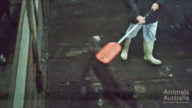 An image from the video showing a newborn calf being beaten.