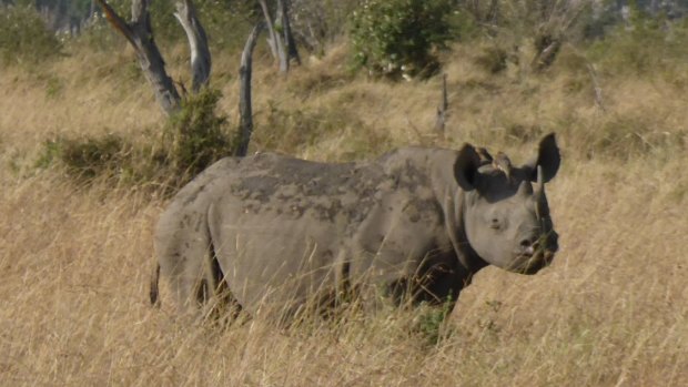 In South Africa, poachers kill one rhino every eight hours.