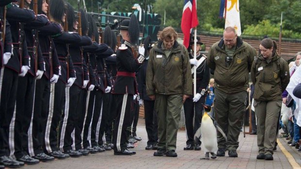 More than 50 members of His Majesty the King of Norway's Guard saluted the king penguin.