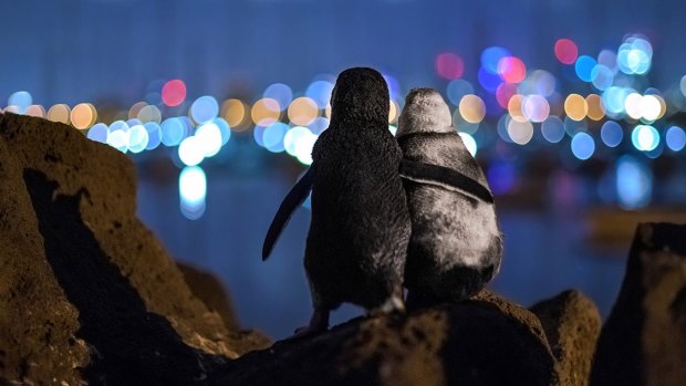 This image of two little penguins in St Kilda, Melbourne, has won a global award.