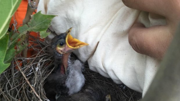 A noisy minor chick lives up to its name after being relocated to a safe tree. 
