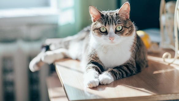 It’s possible to train cats too.