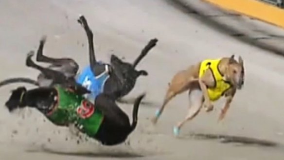 A high-speed collision during a greyhound race at The Q in May at one of the new venue’s warm-up races.