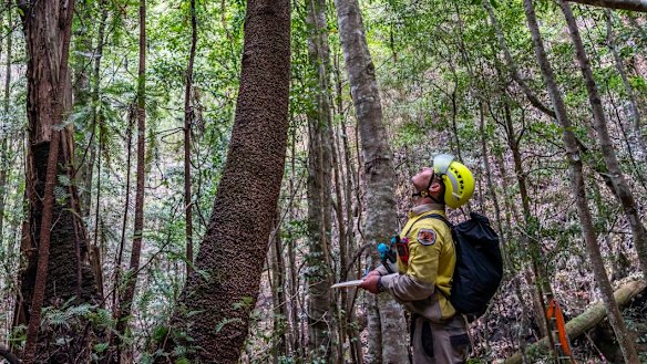 A NPWS firefighter looks up at one of the ancient Wollemi pines he has been sent in to protect. 