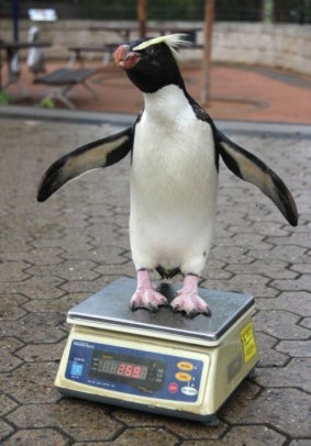 Fiordland crested penguin Munro hops on the scales.