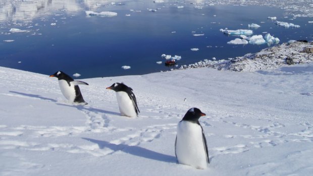 Gentoo penguins at Neko Harbour.
