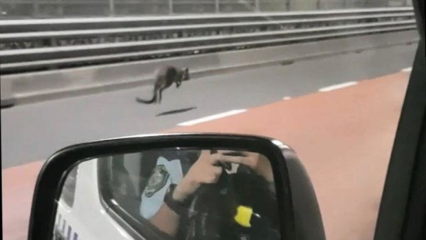 A wallaby bounced over the Sydney Harbour Bridge on Tuesday morning.