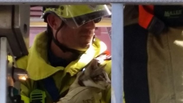 Fire fighter Nick Ryan cuddles the cat as they are lowered in a cherry picker.