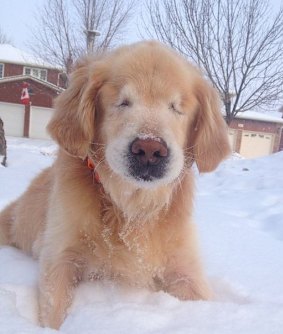 Smiley as a pup.