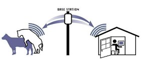 HeatWatch II uses the Internet of Things to monitor when cows have sex.