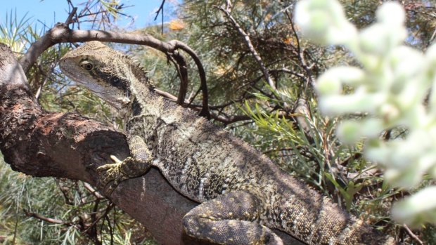 An eastern water dragon at a Brisbane park.