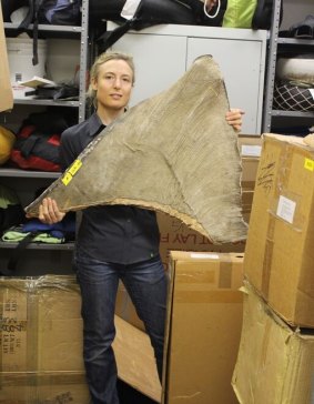 Australian forensic specialist Jenny Giles with a seized basking shark fin from the California case.