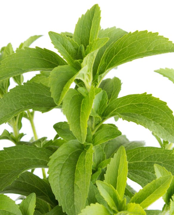 Stevia is naturally 300 times sweeter than sugar.