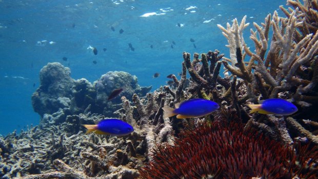 Damselfish in a degraded habitat in the northern part of the Great Barrier Reef.
