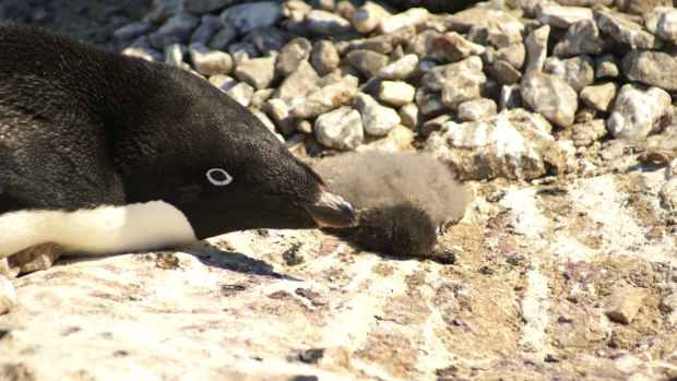 An Adelie penguin with its dead chick.