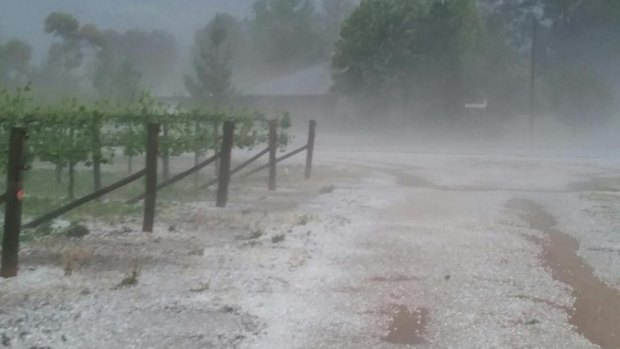 Russell McManus' wine grape property during the storm. 