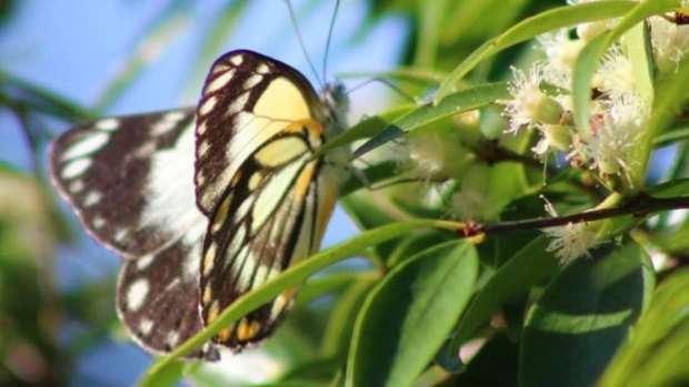 The butterflies have been seen in Bundaberg too, where Petrina McDonald photographed this one on Saturday. 
