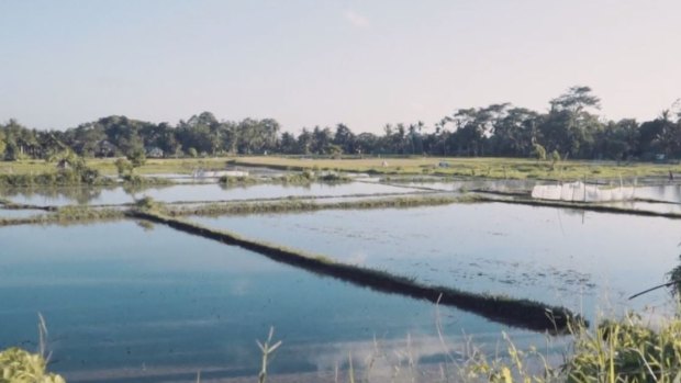 Mr Anggis' land near Ubud in Bali has been in his family for generations.