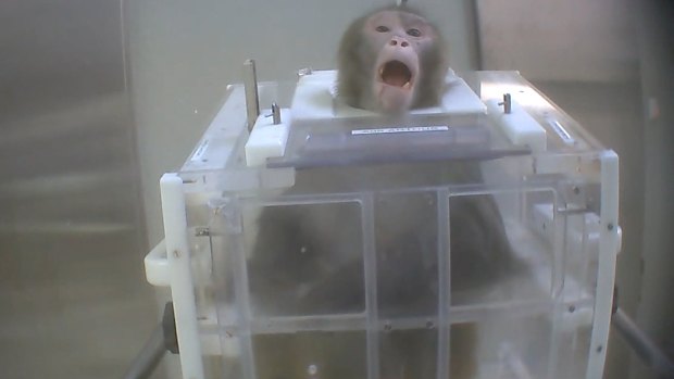 A macaque in a restraint used in an experiment, as shown in a photo taken from a Cruelty Free International investigation.