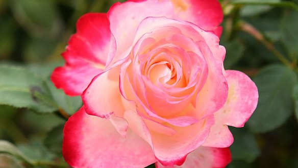 A lifetime of roses is never enough for these diehard fans