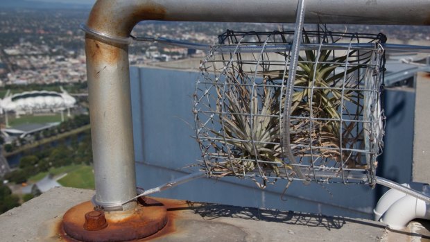 Tiny Tillandsia plant growing on top of Eureka Tower 