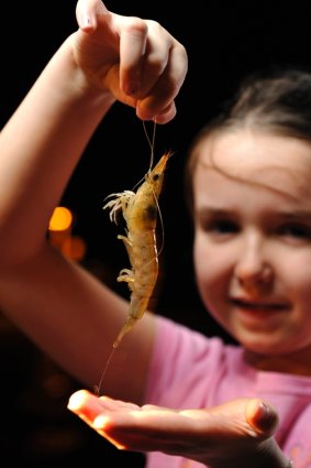 Around 1.5 million prawns have been put back into the Swan