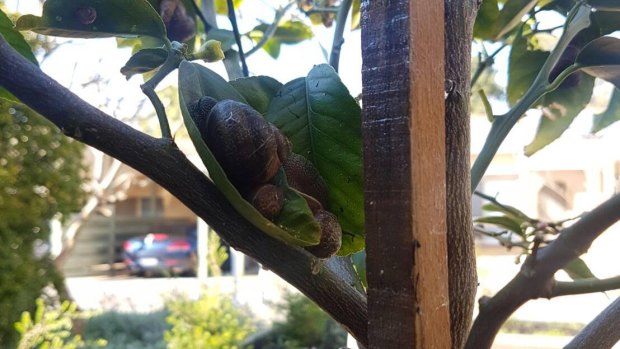 Snails descending on a lemon tree in Perth's southern suburbs. 