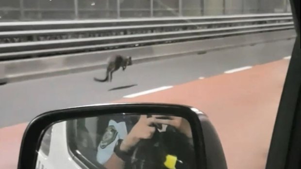 A wallaby spotted crossing the Sydney Harbour Bridge.