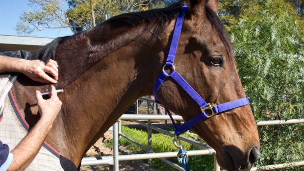 A vet who breached Hendra safety requirements has faced court in Brisbane.
