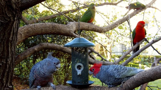 Gang-gangs and king parrots feeding at an apartment block in Barton. 