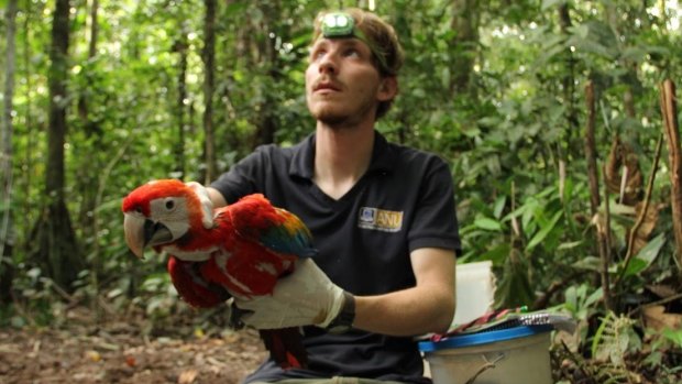 Dr George Olah, on the Peruvian Amazon, releases a just-examined Scarlet Macaw.