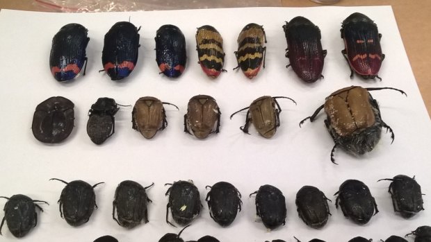 Rare and beautiful beetles can trade for high prices. 