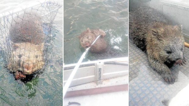 "He was definitely struggling": The lucky wombat saved by fisherman in Tasmania.