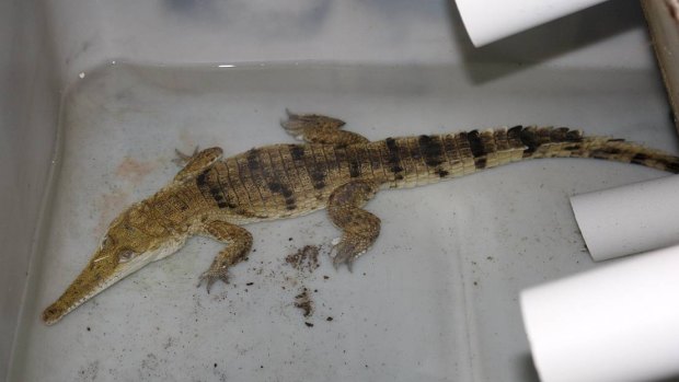The crocodile was found in a shed.