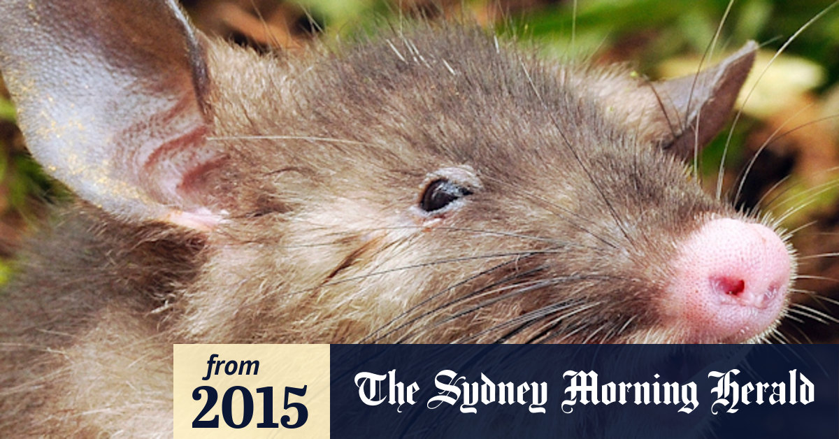 Meet the newly discovered hog-nosed rat