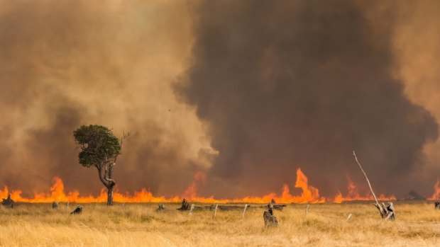 The Queensland government has proposed a law in which volunteers would need to fight 150 fires over five years to qualify for work-related cancer compensation.