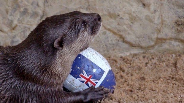Otters at Sea Life Mooloolaba have predicted Queensland will win this year's State of Origin series.
