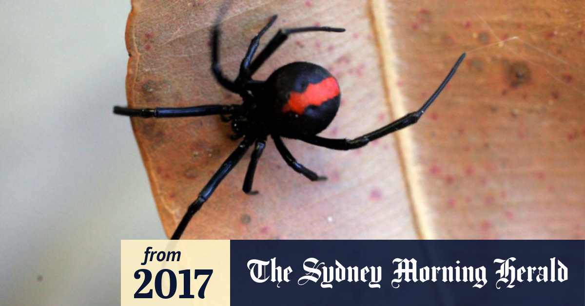 How to get Rid of Black Widow Spiders - Insectek Pest Solutions