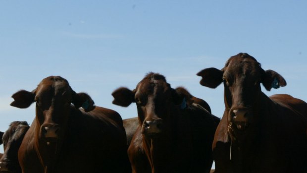 With Chinese funds, Bindaree says it could double its daily cattle cull and turbocharge its growth. 