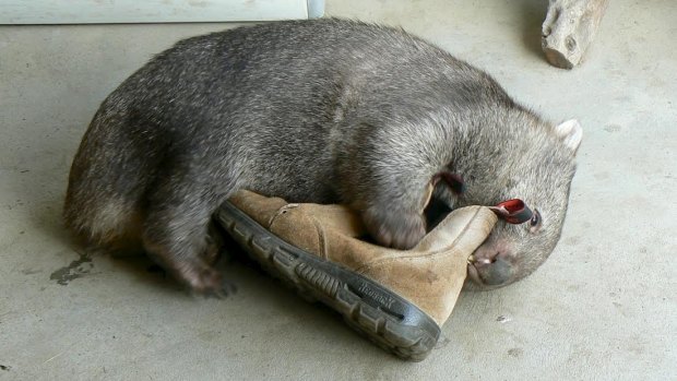A wombat that was orphaned in the 2010 Queanbeyan floods. He was successfully raised and released.