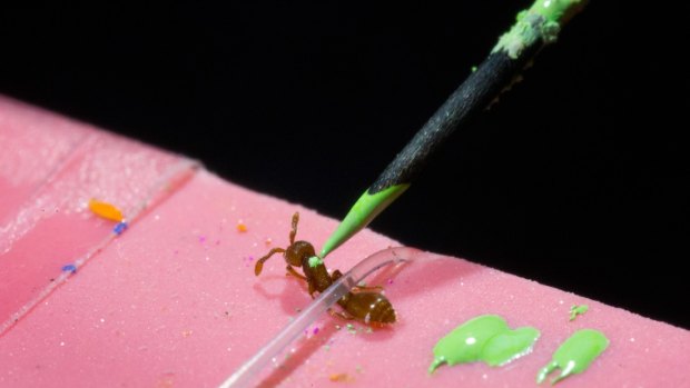 A colour-coded system allows computers to track the ants’ movements 24 hours a day. 