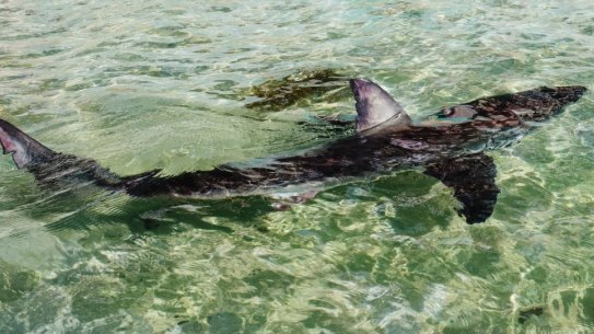 The shark was placed in the pool by staff from Manly Sea Life Sanctuary.