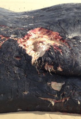 Shark bite in a whale carcass on Moreton Island.